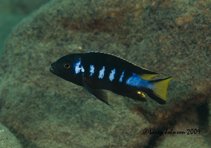 Maylandia melissa 'Chewere'